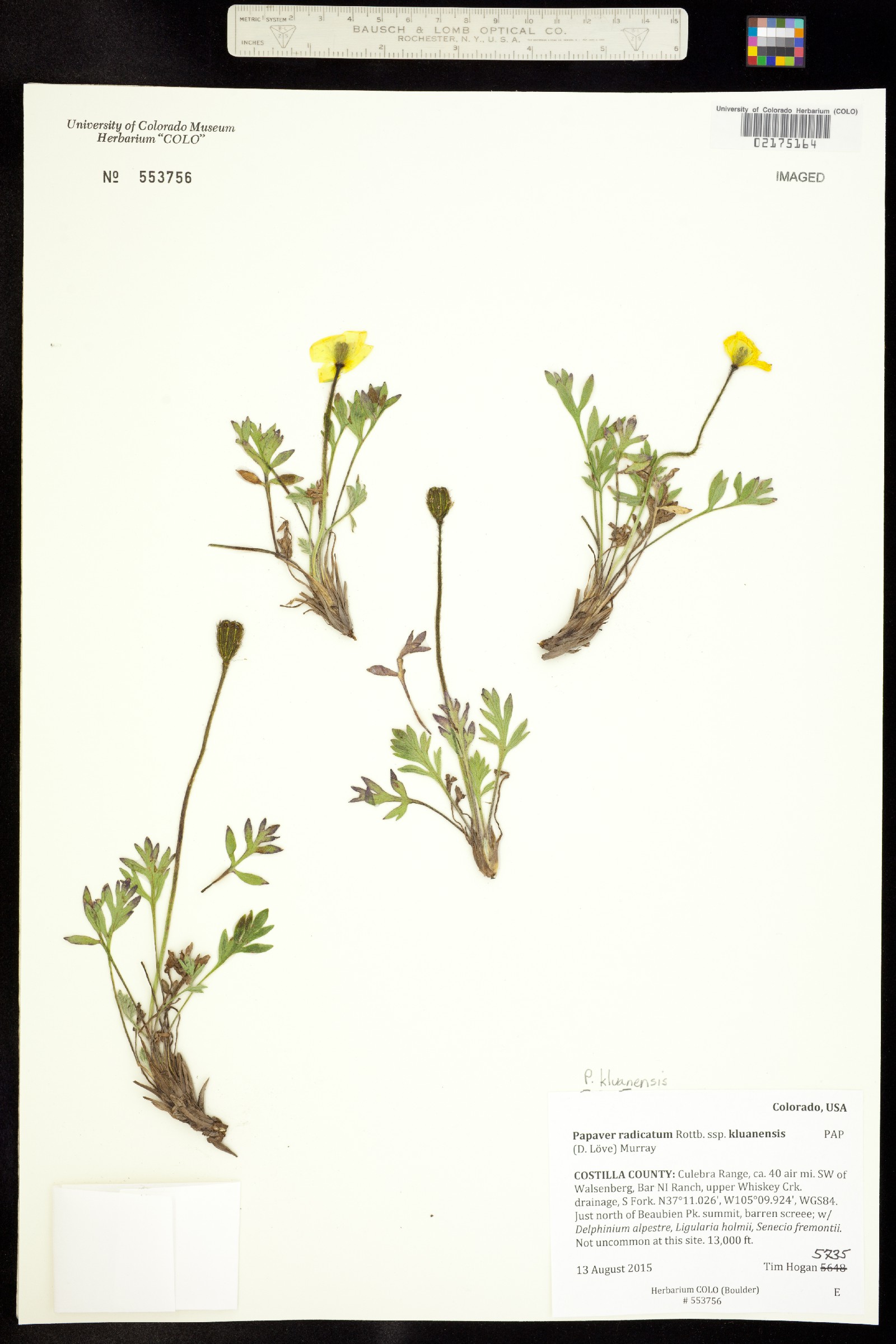 Papaver radicatum ssp. kluanense image