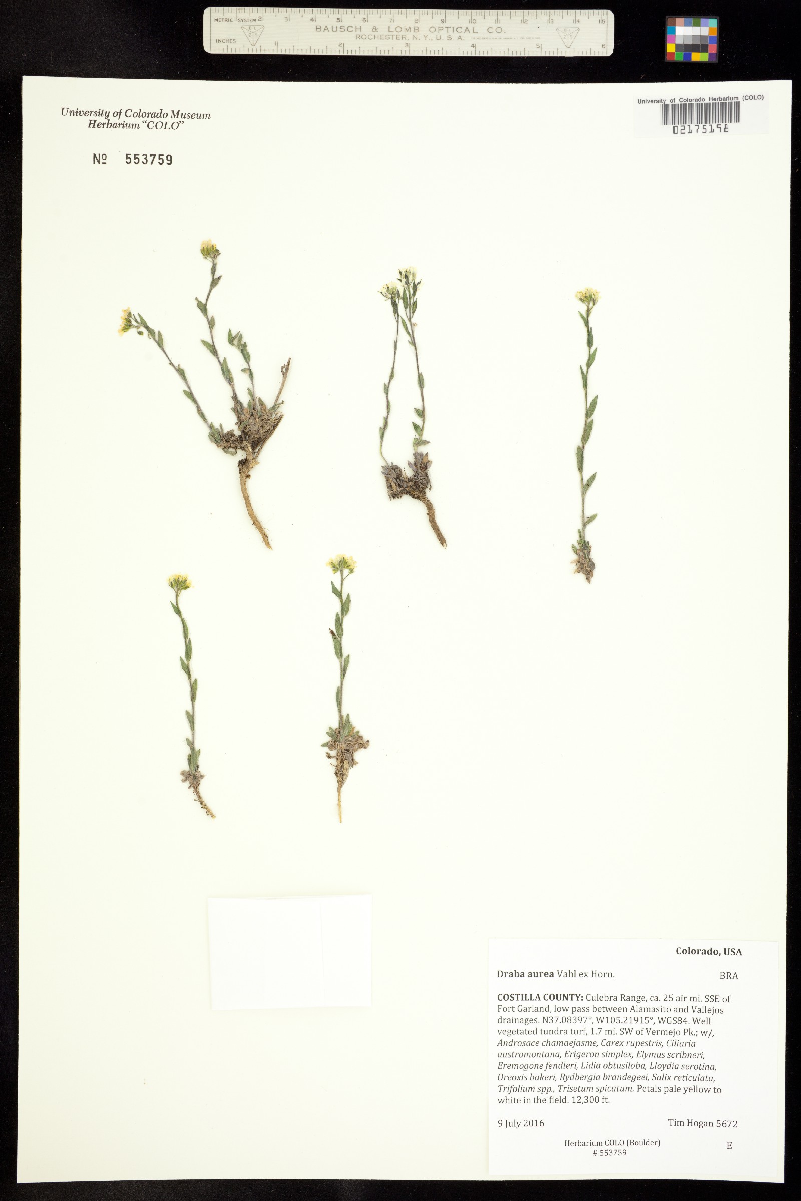 Draba aurea image