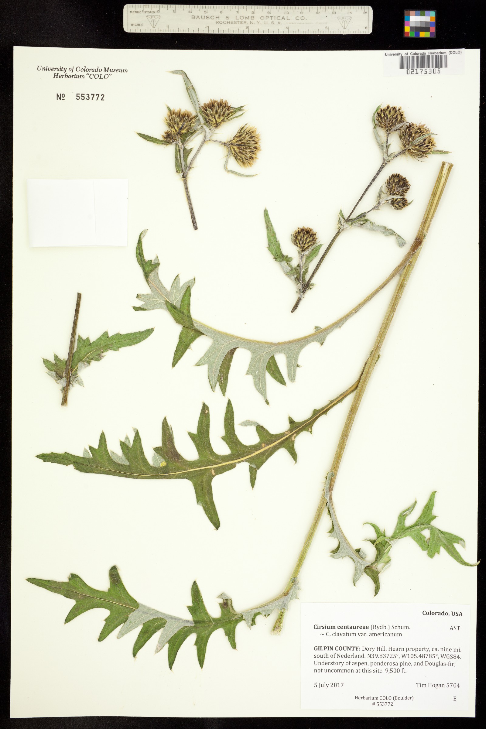 Cirsium centaureae image