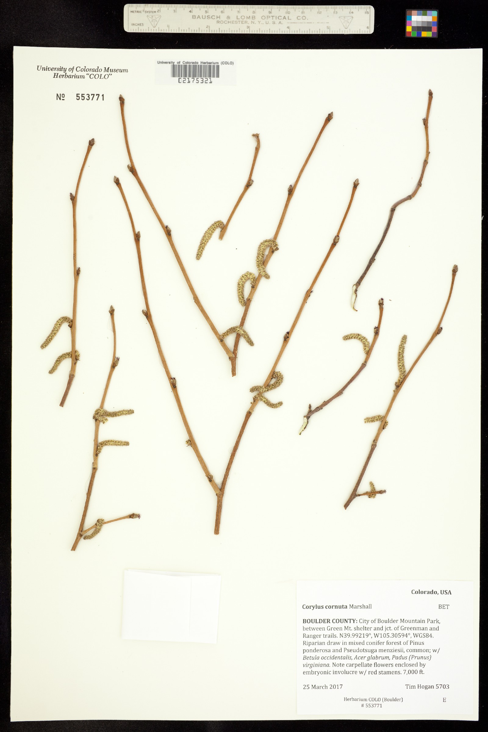 Corylus cornuta image