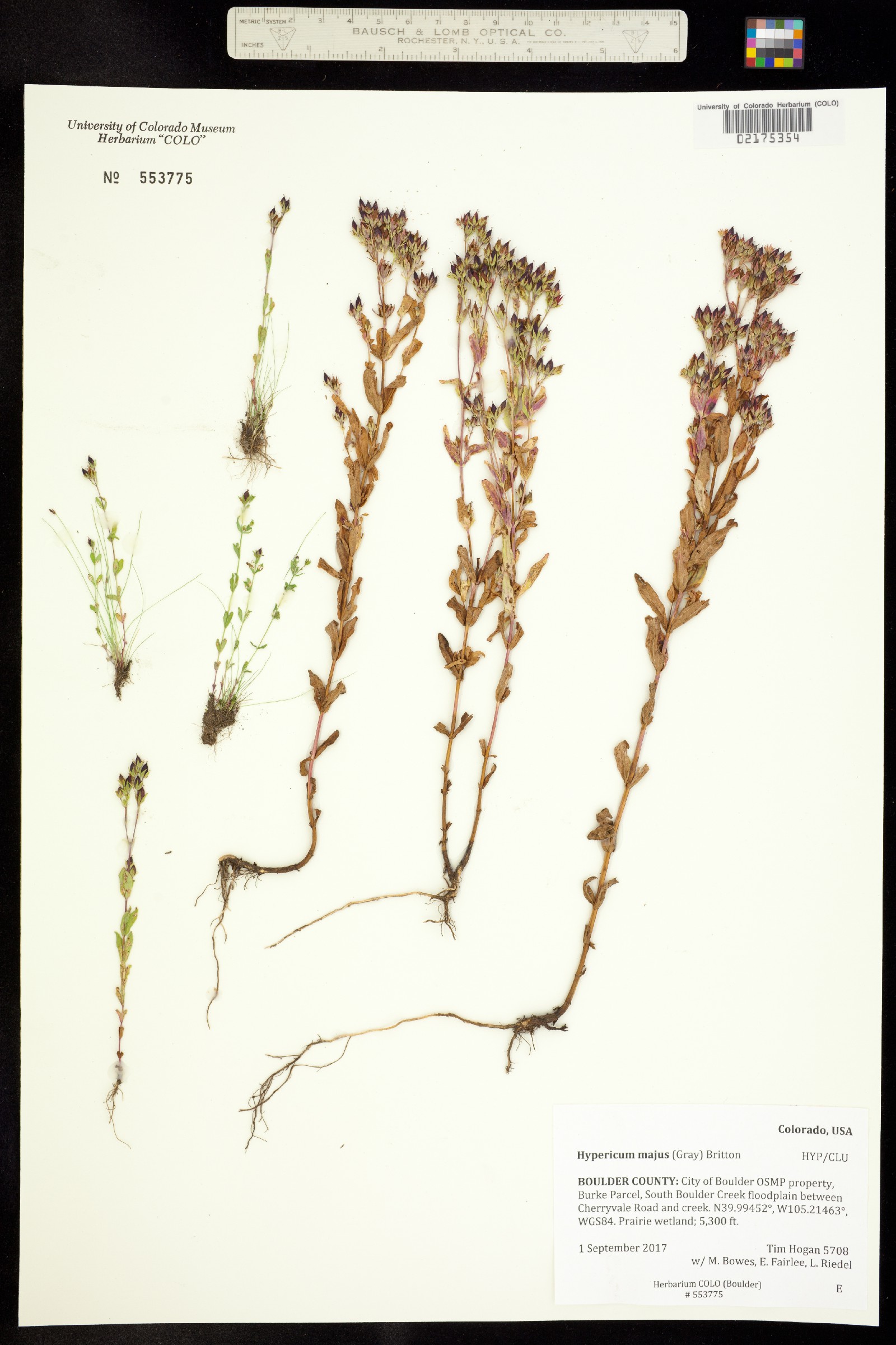 Hypericum majus image