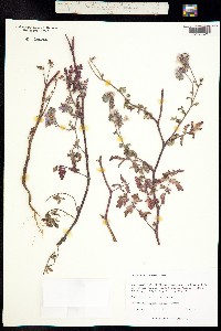 Image of Phacelia vallis-mortae