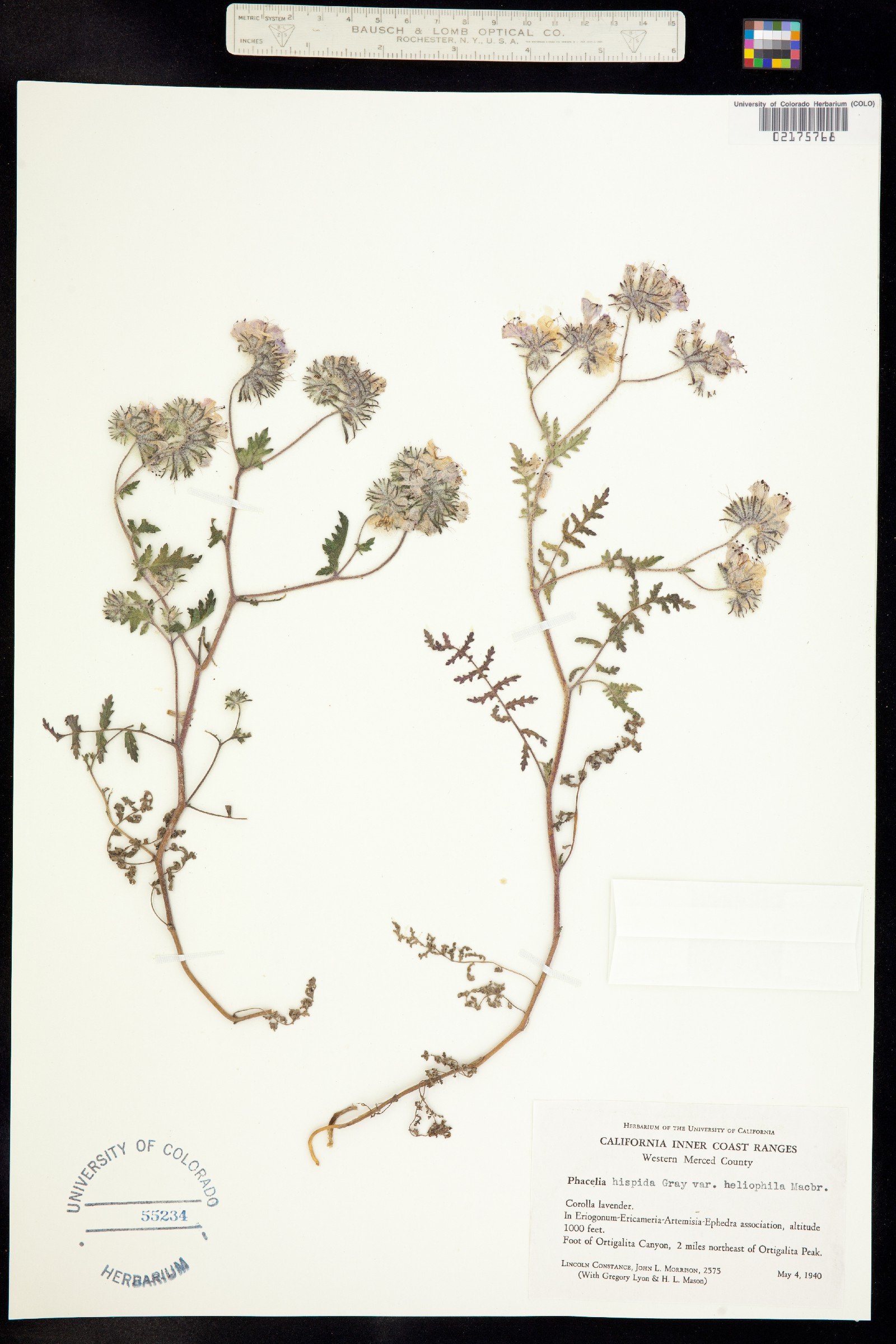 Phacelia hispida image