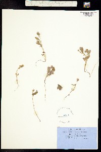 Phacelia humilis image