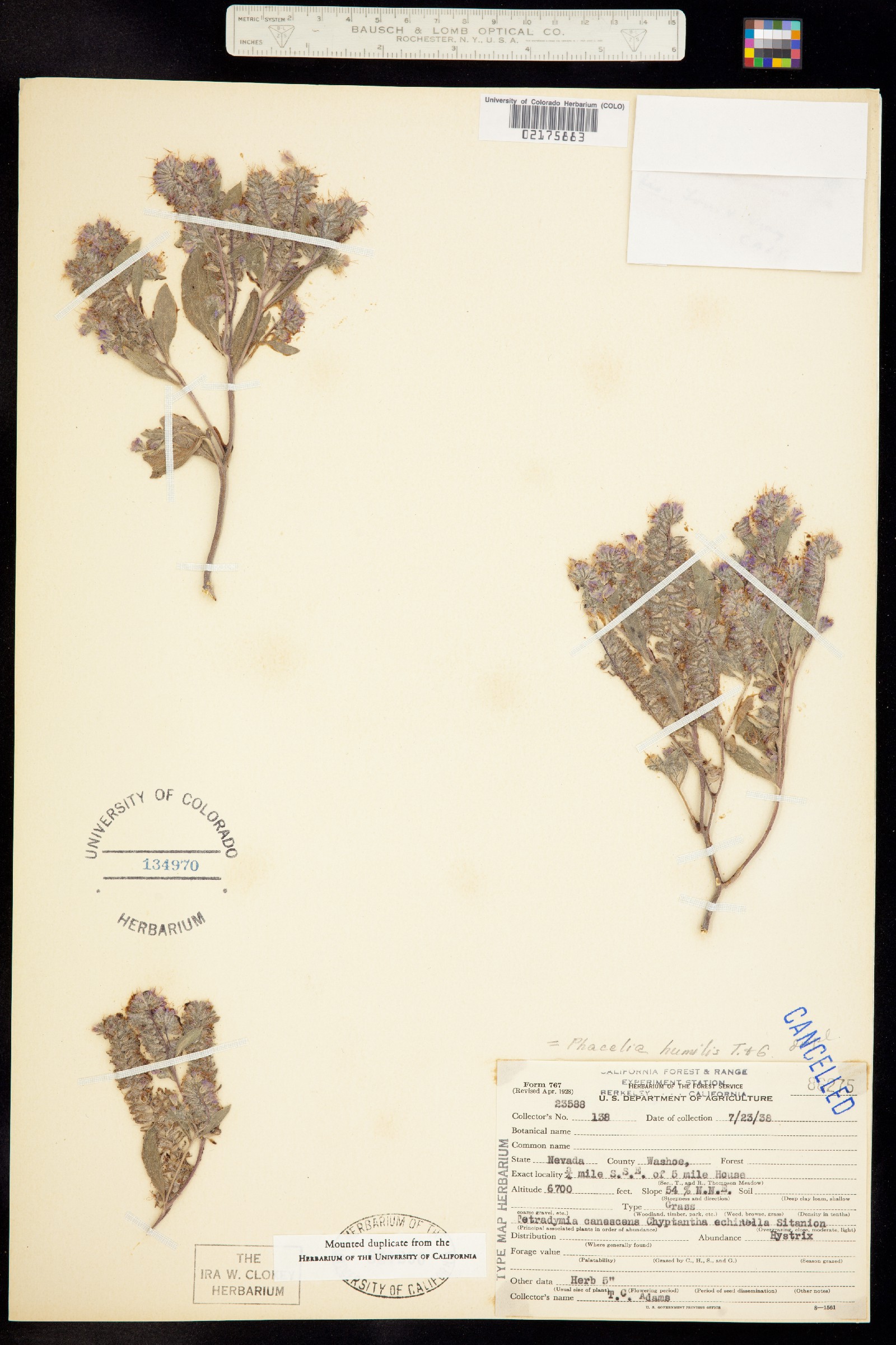 Phacelia humilis image