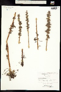 Phacelia idahoensis image