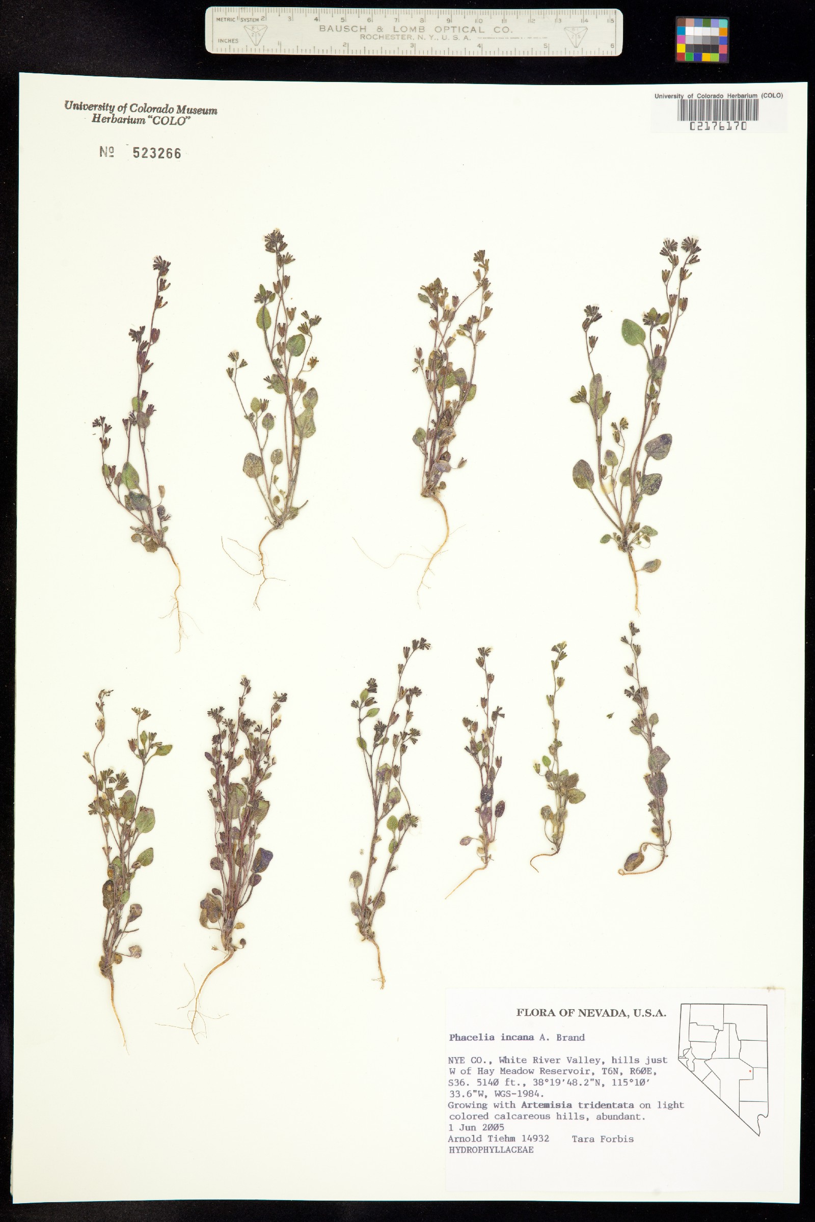 Phacelia incana image