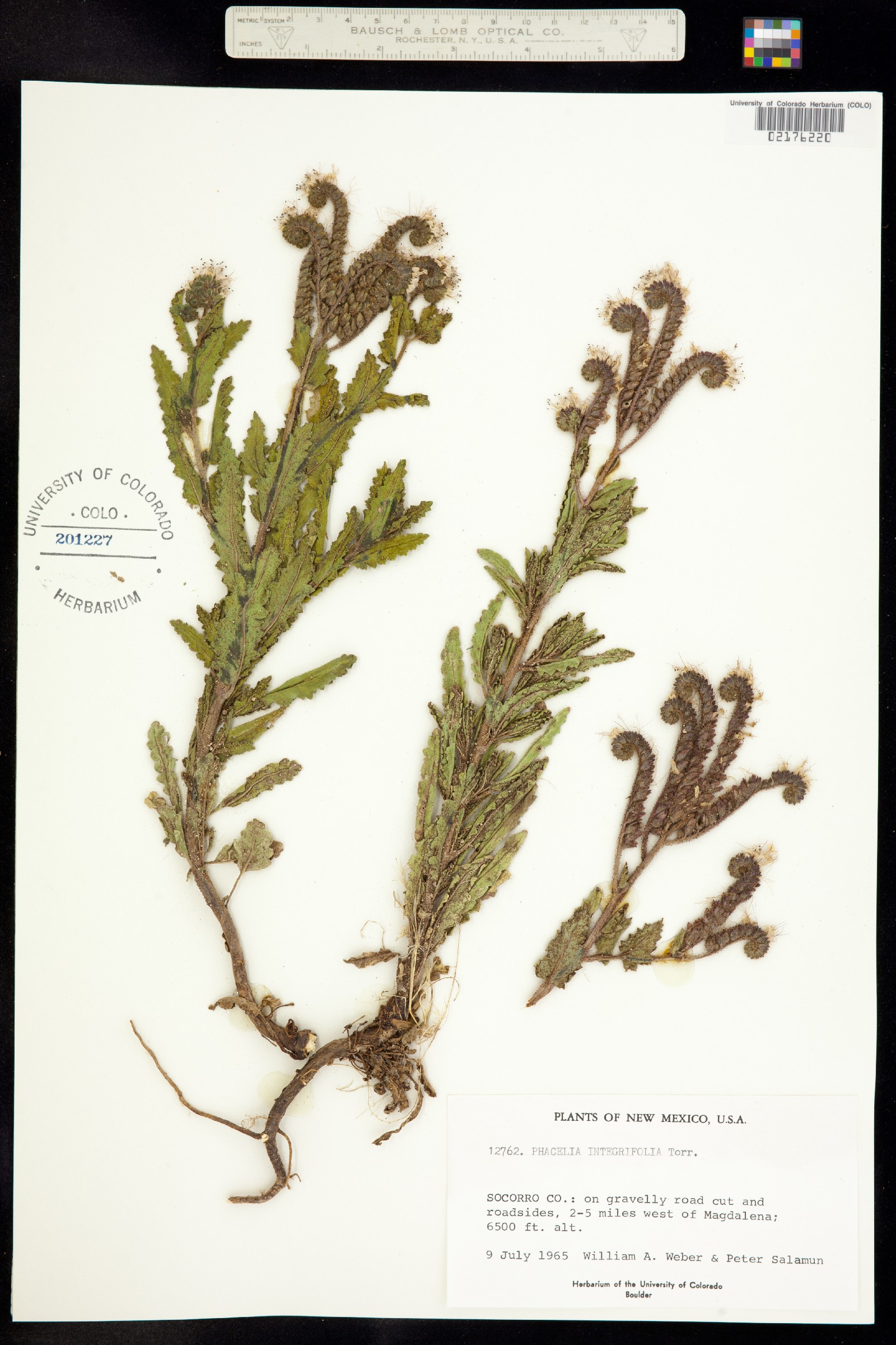 Phacelia integrifolia image