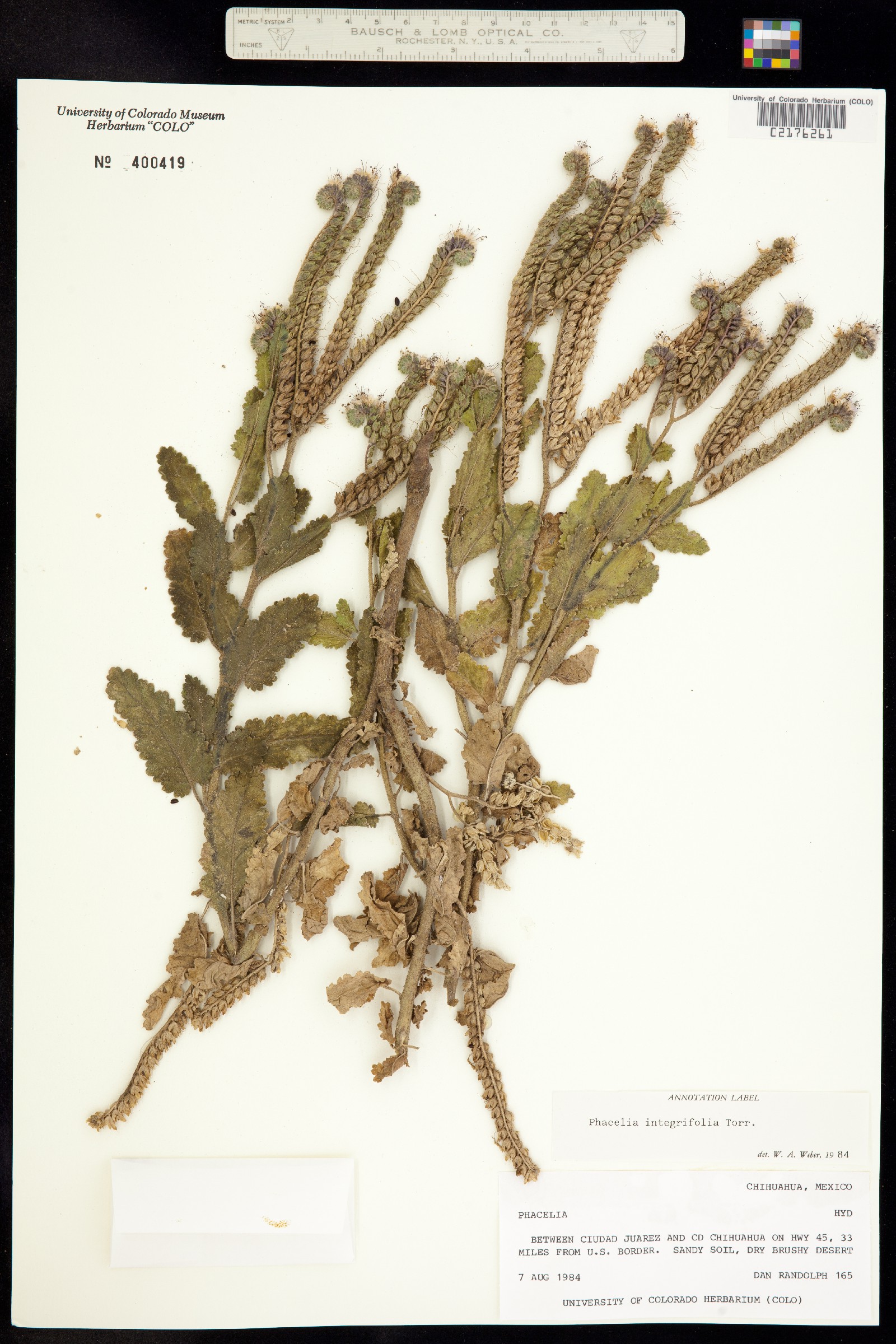 Phacelia integrifolia image