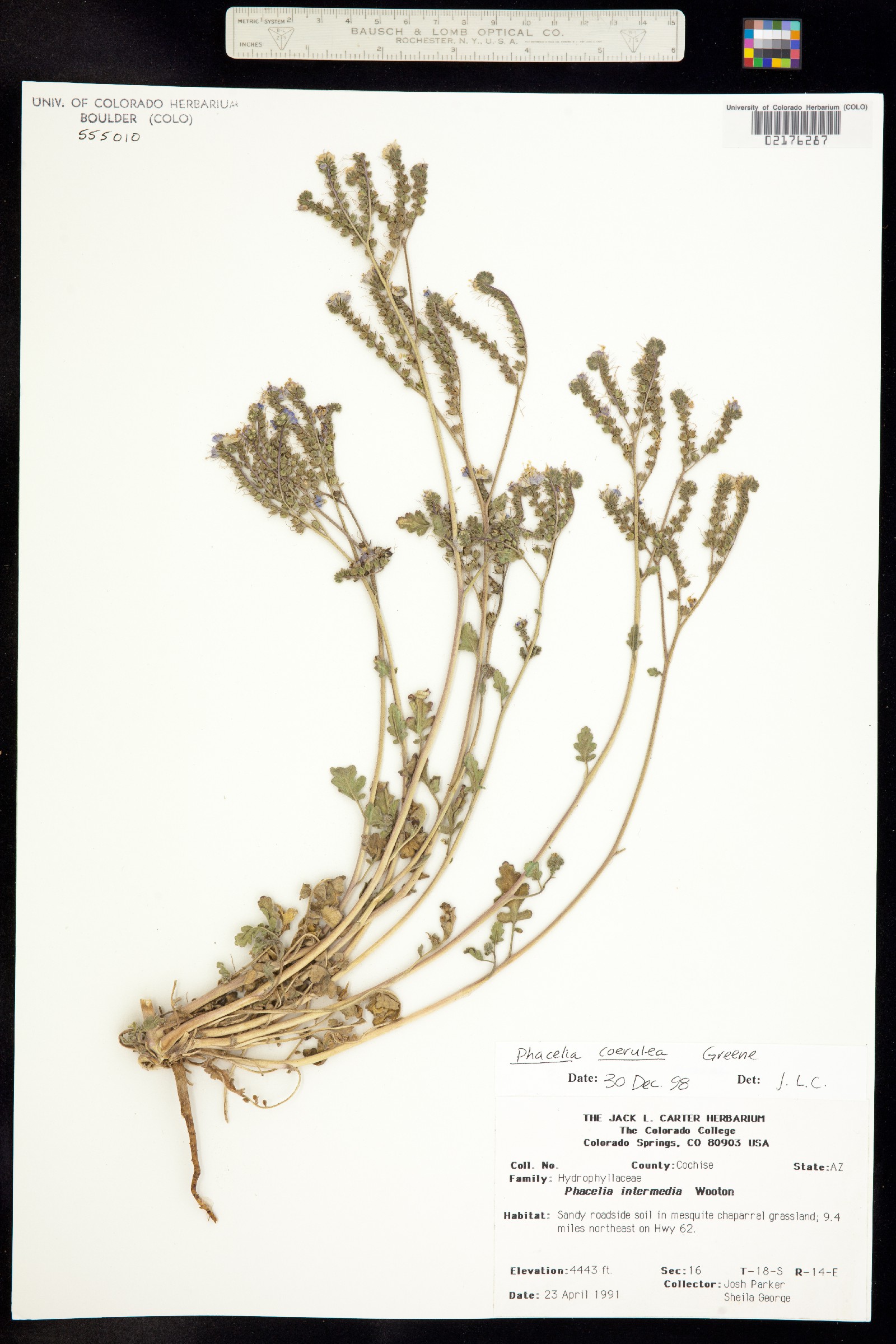 Phacelia coerulea image