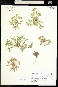Image of Phacelia inundata