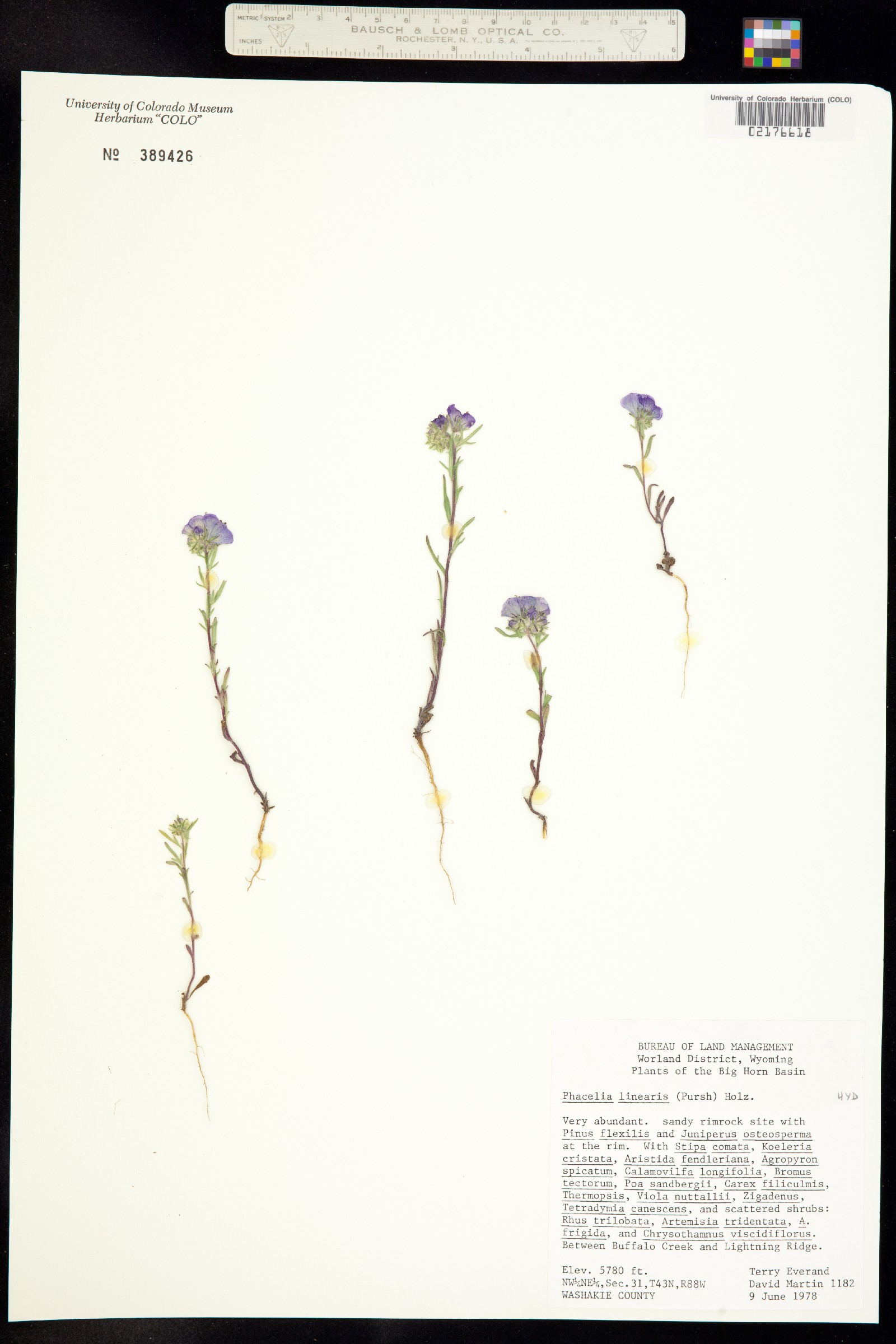 Phacelia linearis image