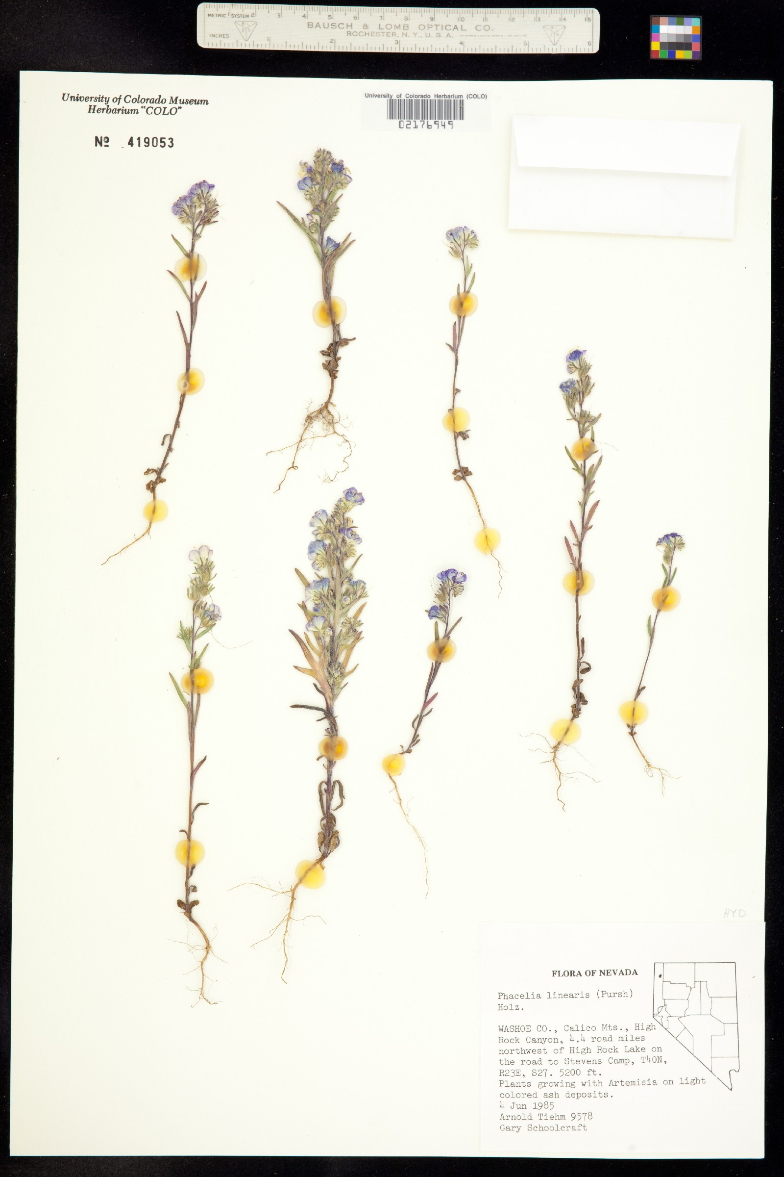 Phacelia linearis image