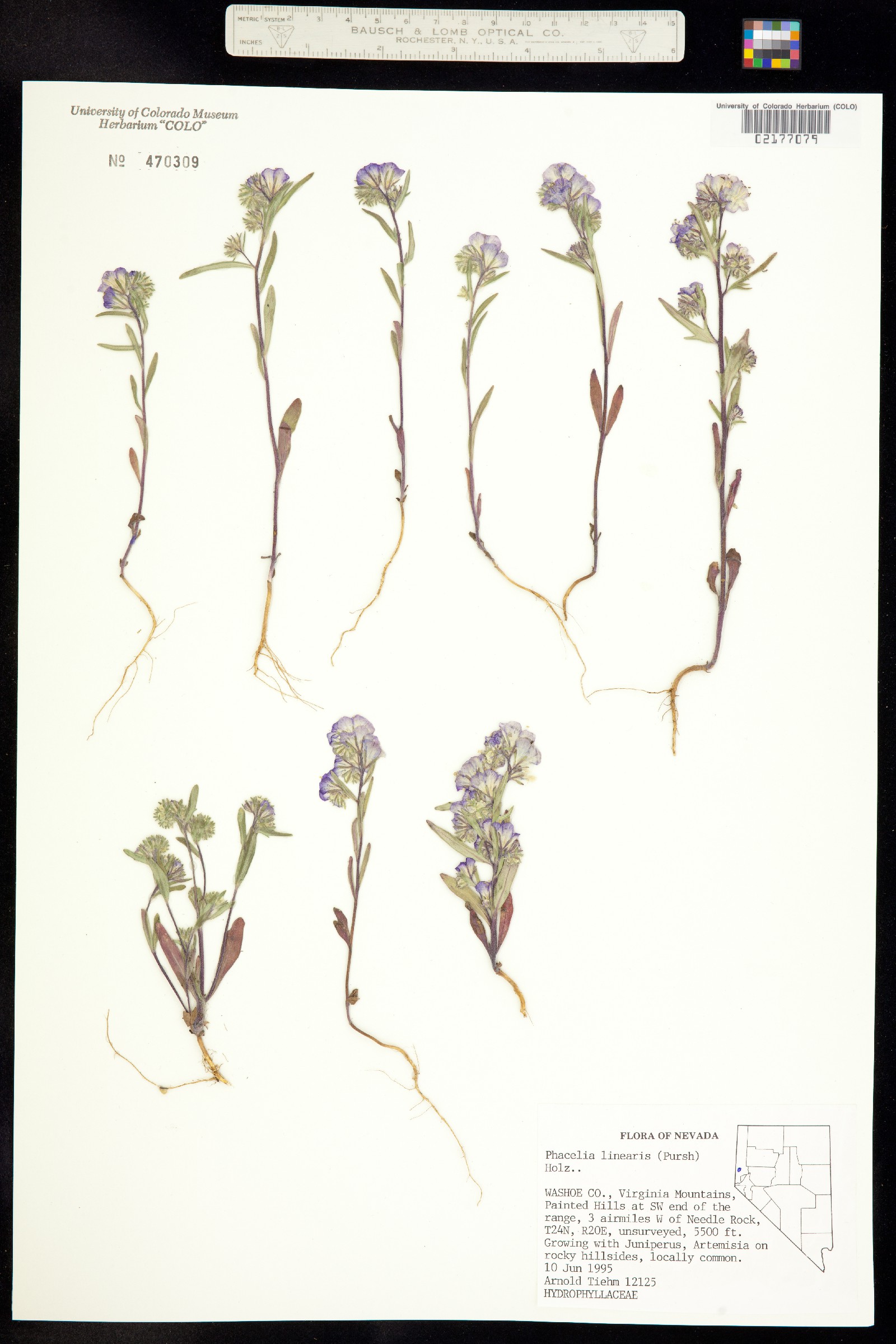 Phacelia linearis image