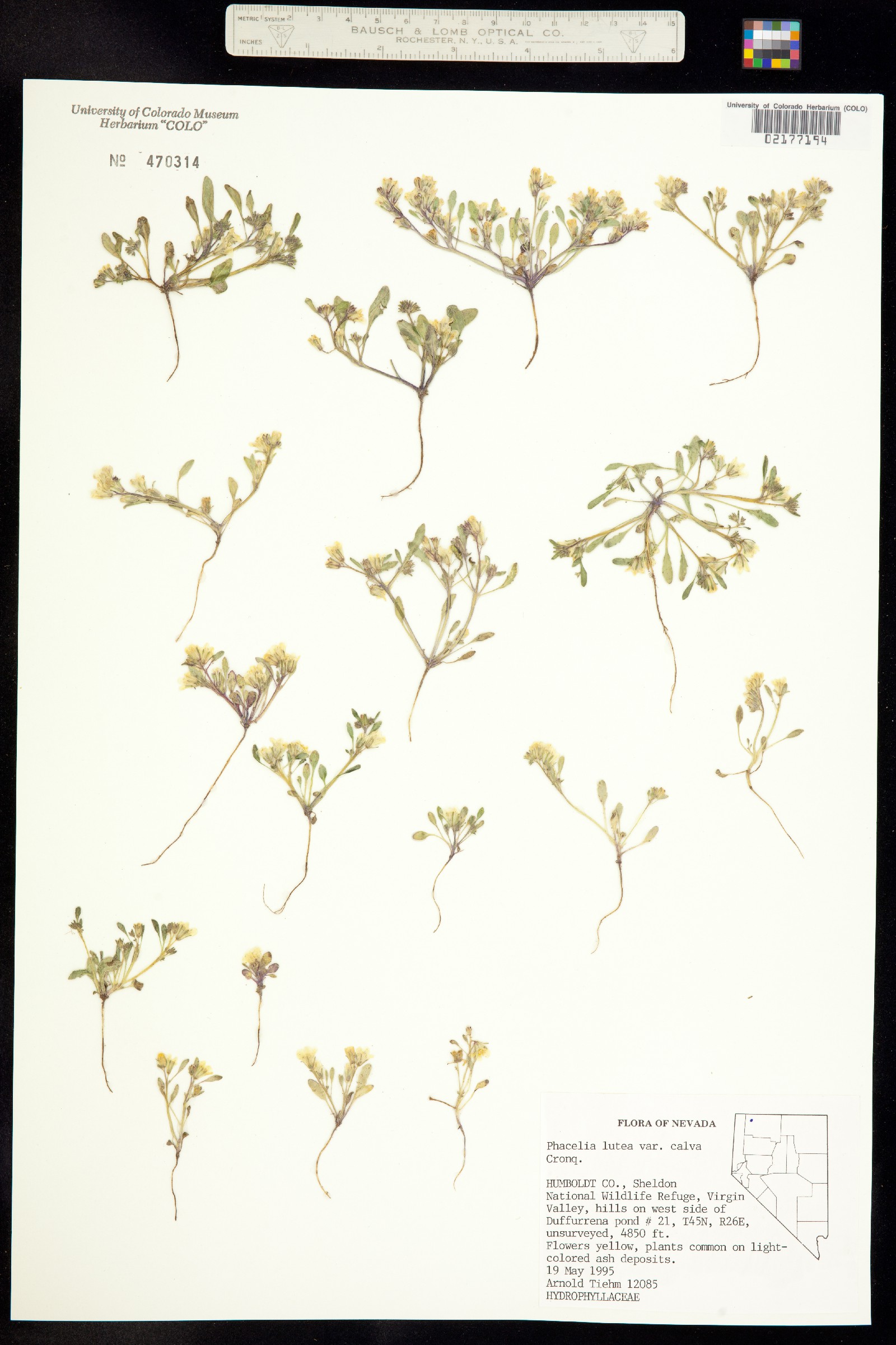 Phacelia lutea image
