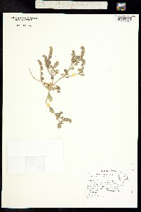 Phacelia lutea image