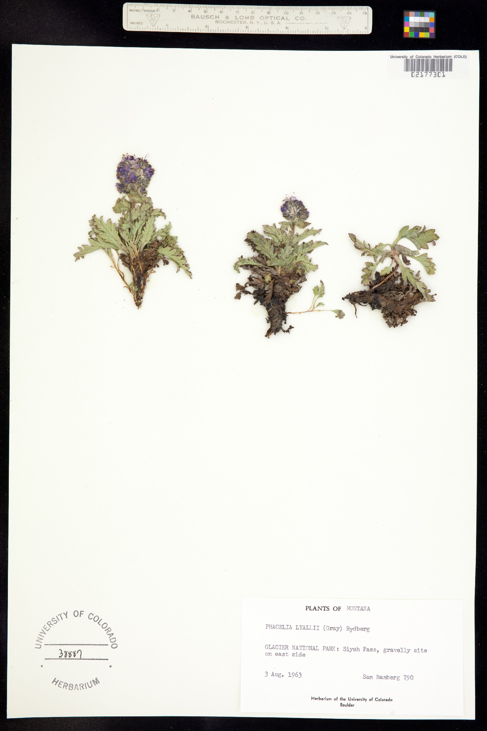 Phacelia lyallii image