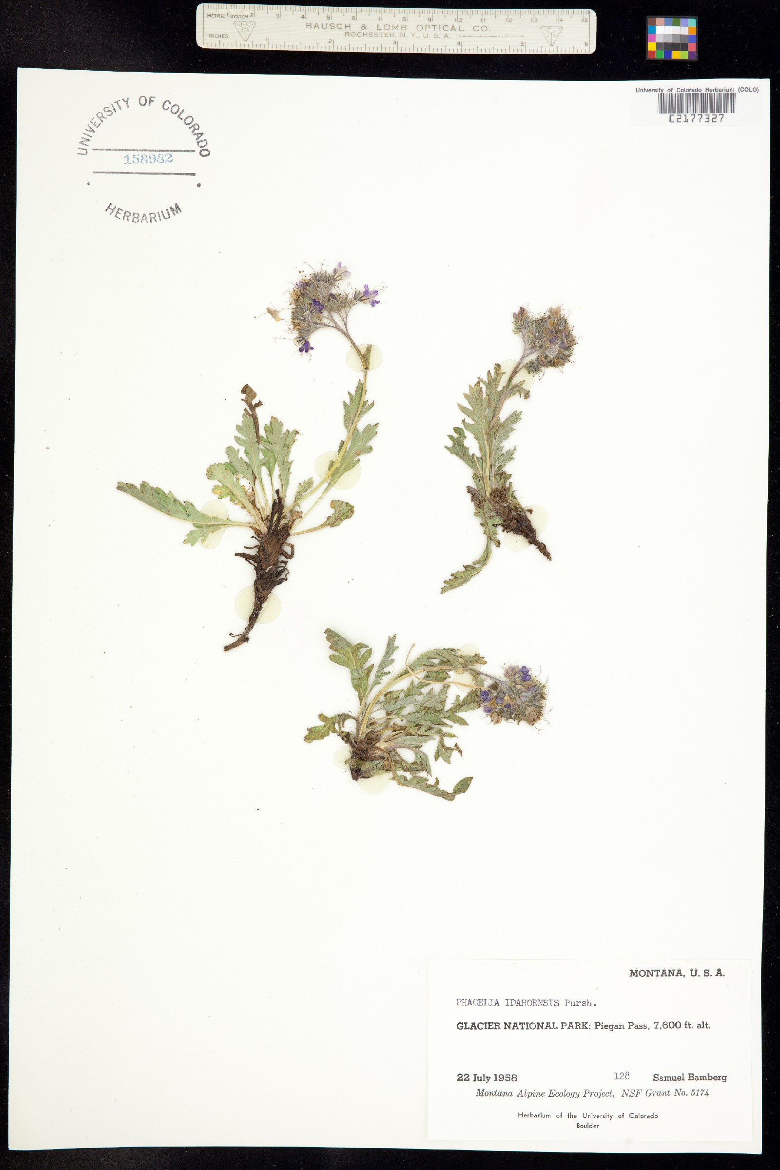 Phacelia lyallii image