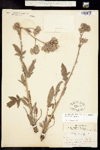 Phacelia magellanica image