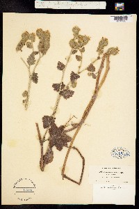 Image of Phacelia malvifolia