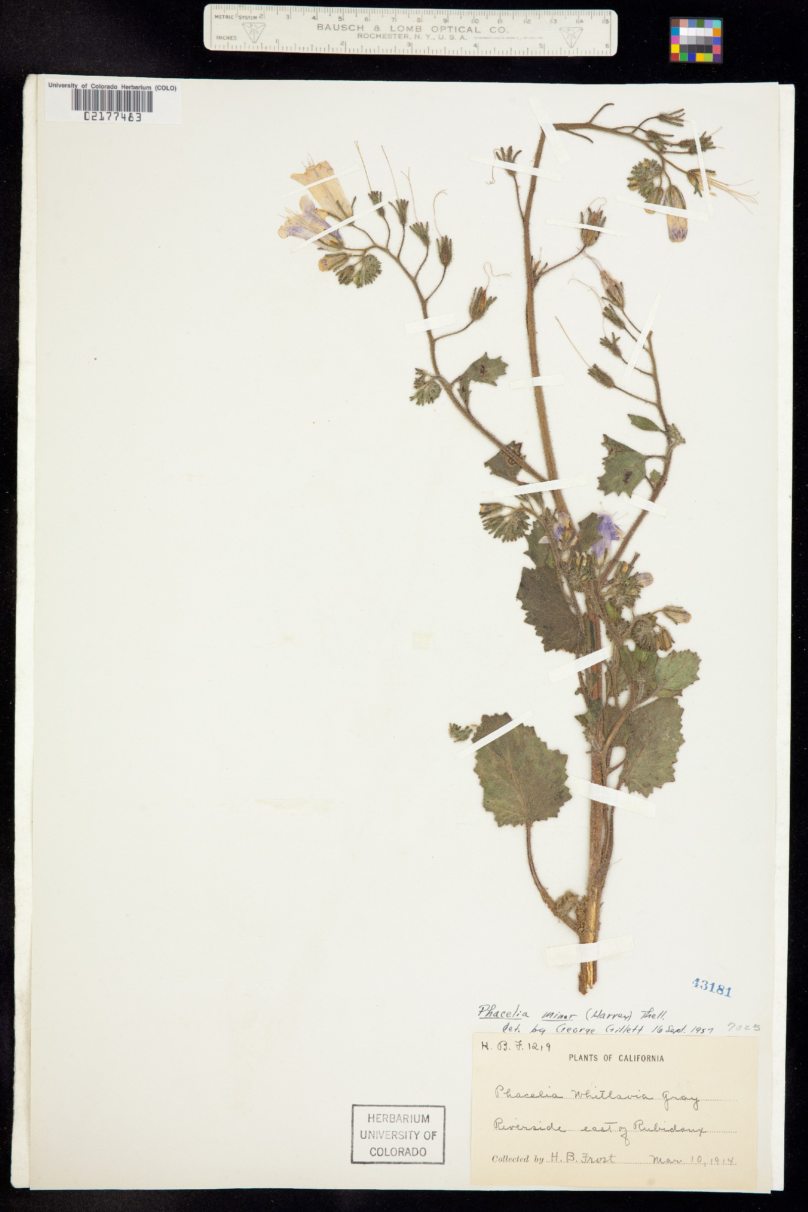 Phacelia minor image