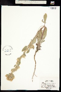 Phacelia mutabilis image