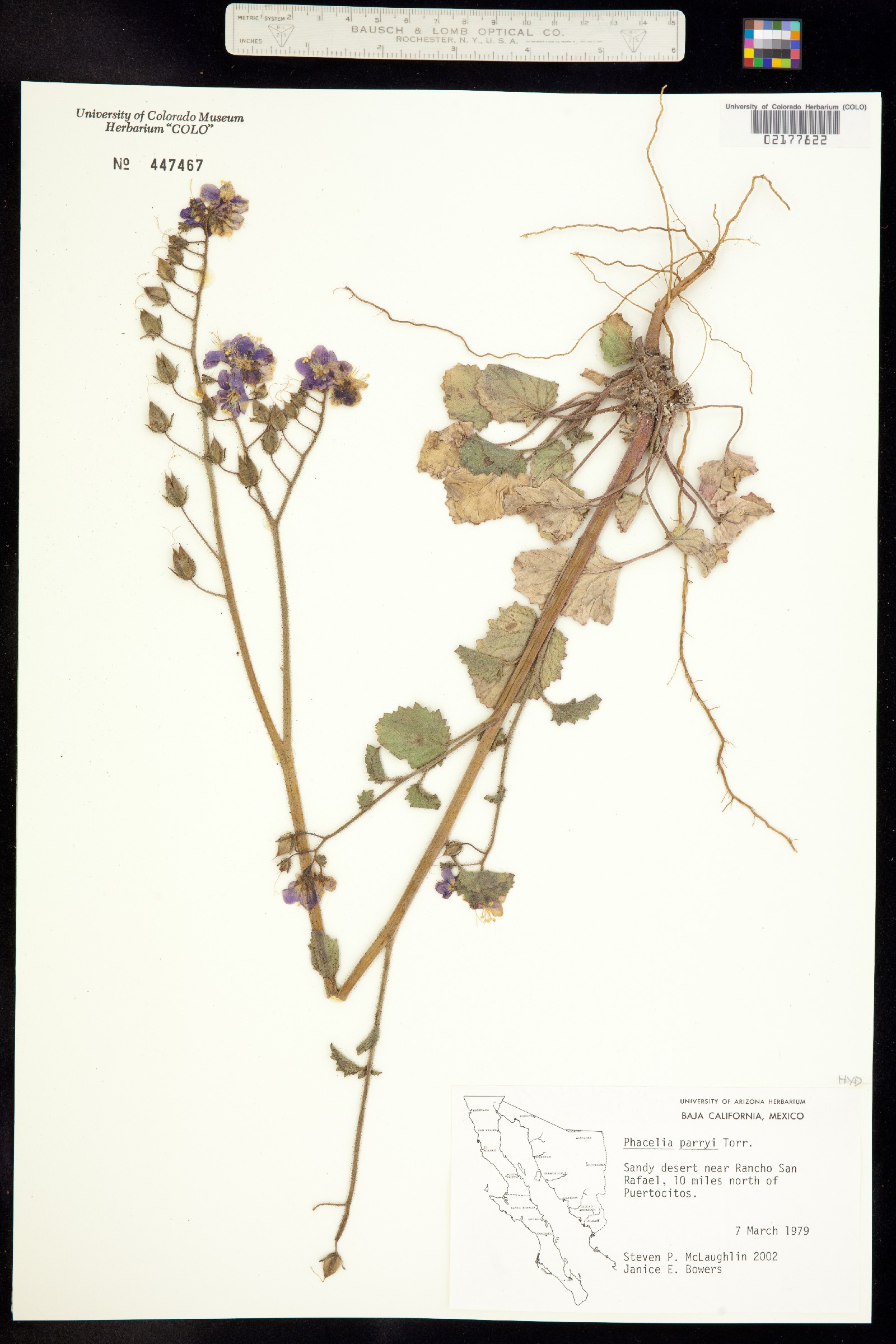 Phacelia parryi image