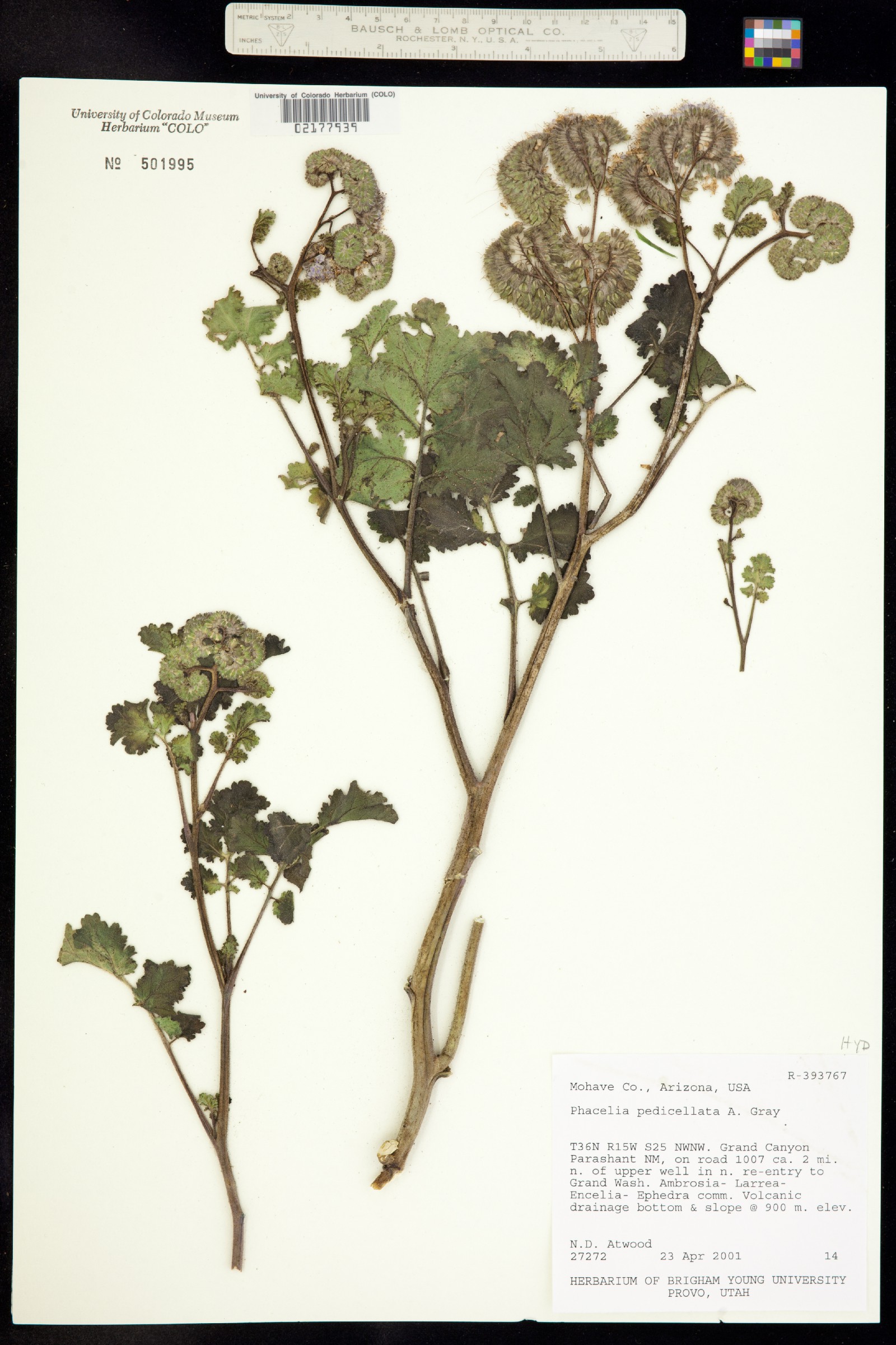 Phacelia pedicellata image