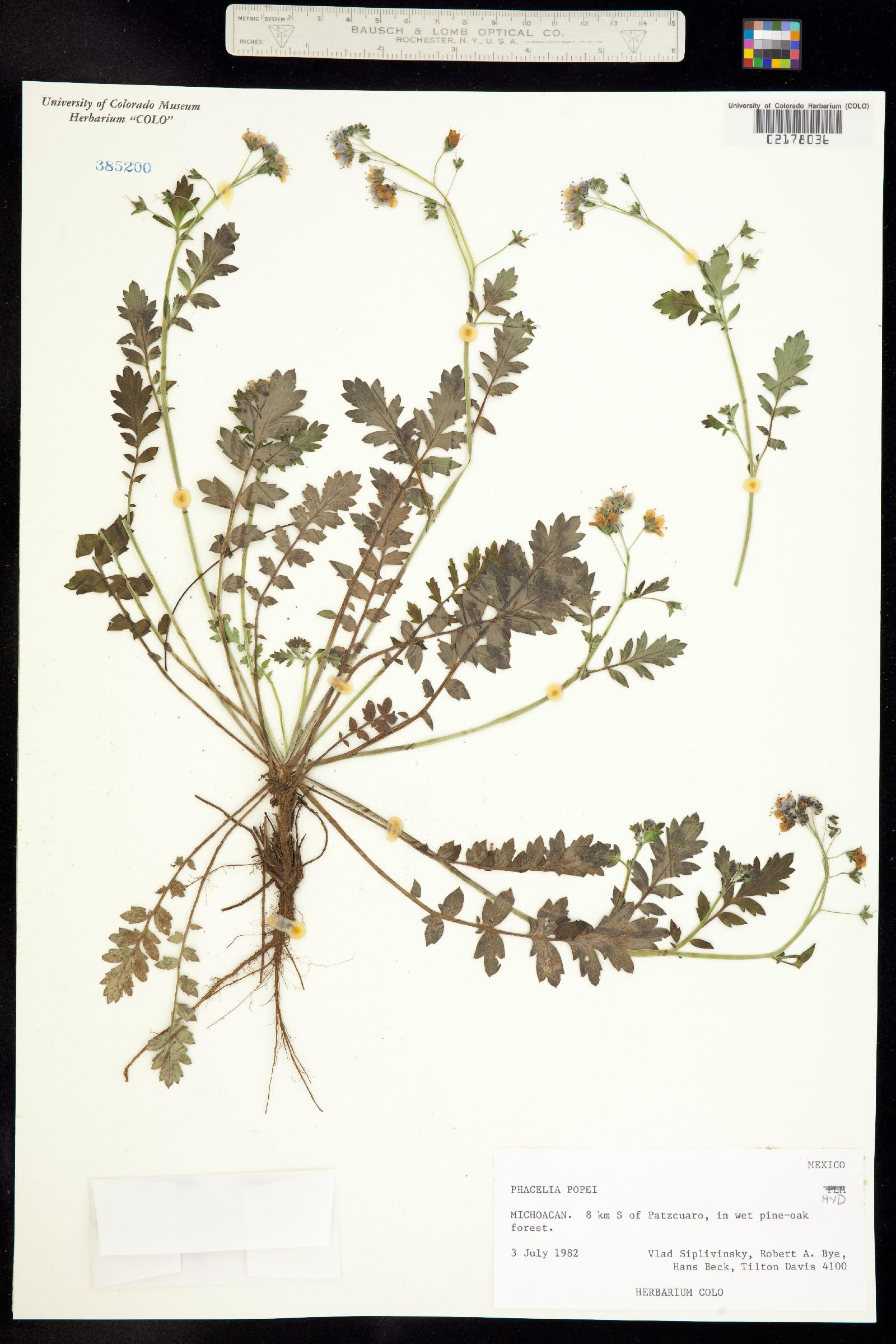 Phacelia popei image