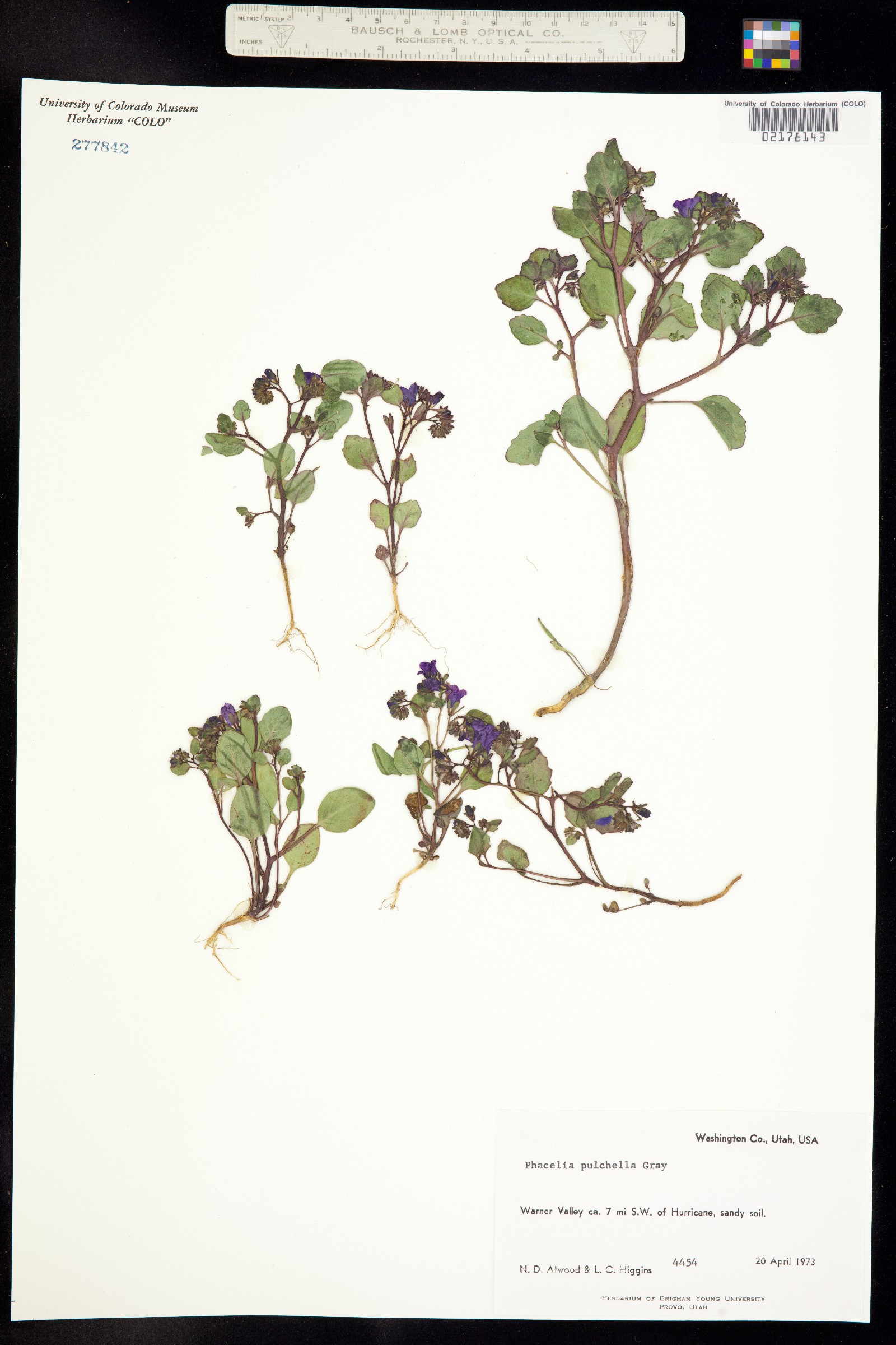 Phacelia pulchella image