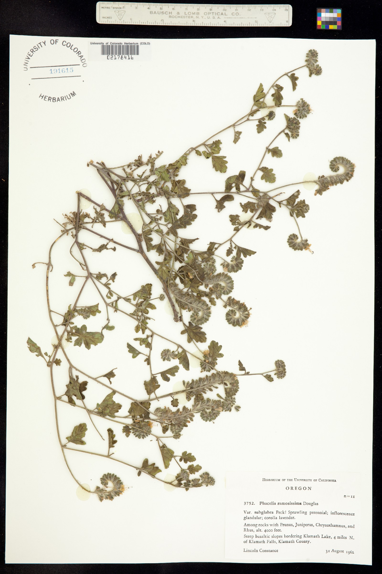 Phacelia ramosissima image