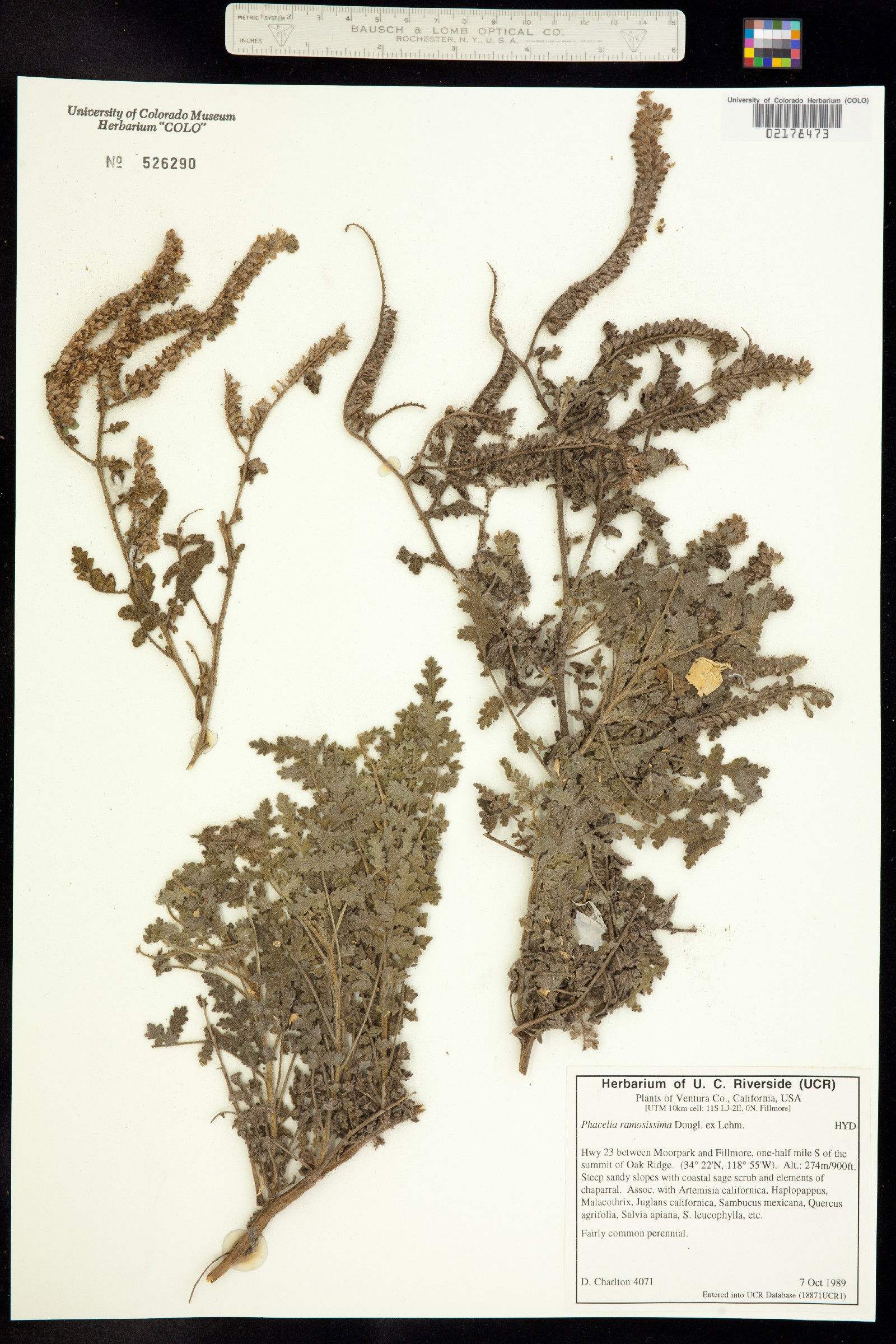 Phacelia ramosissima image