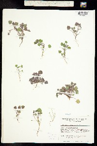 Image of Phacelia rotundifolia