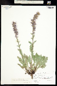 Phacelia sericea ssp. ciliosa image