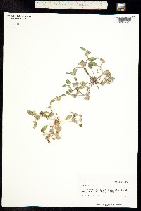 Image of Phacelia cephalotes