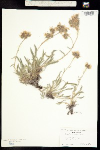 Phacelia dasyphylla image