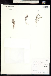 Image of Phacelia cronquistiana