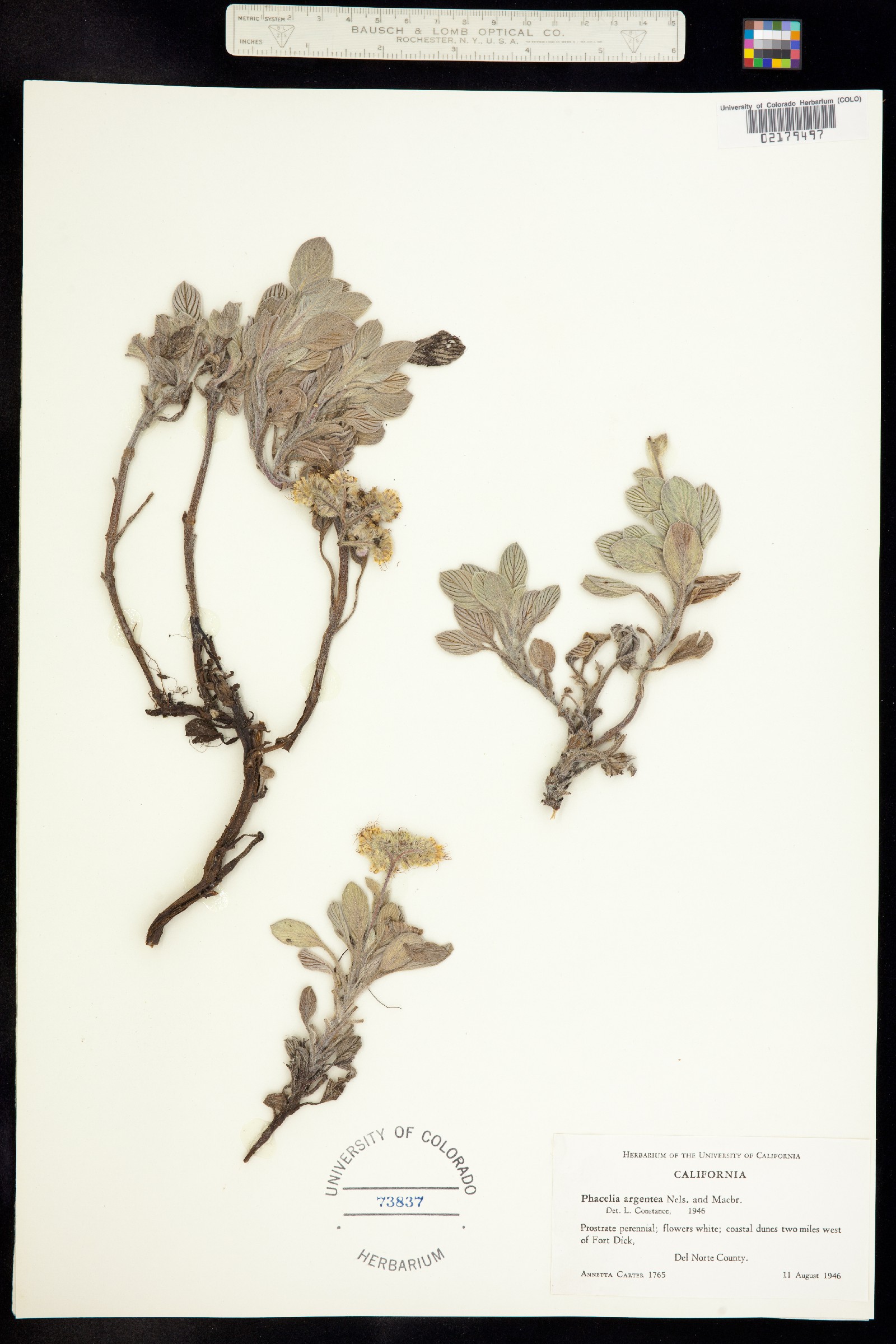 Phacelia argentea image