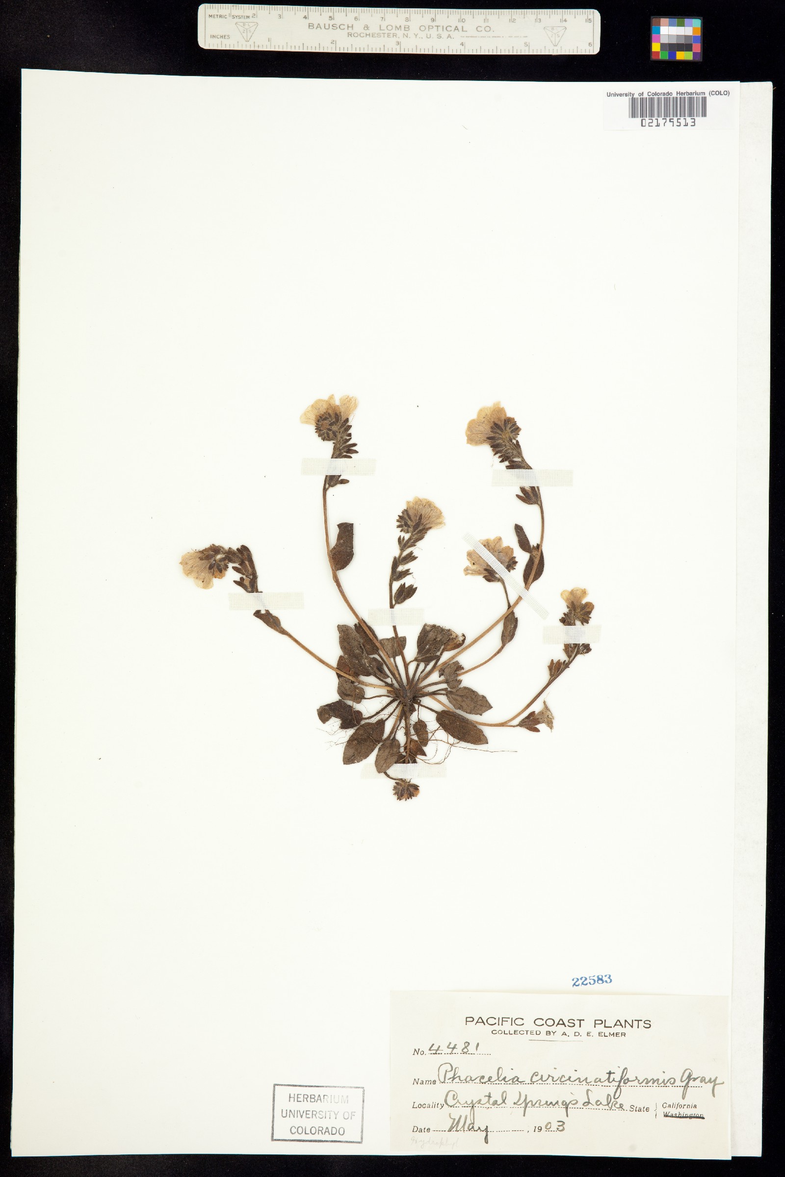 Phacelia phacelioides image