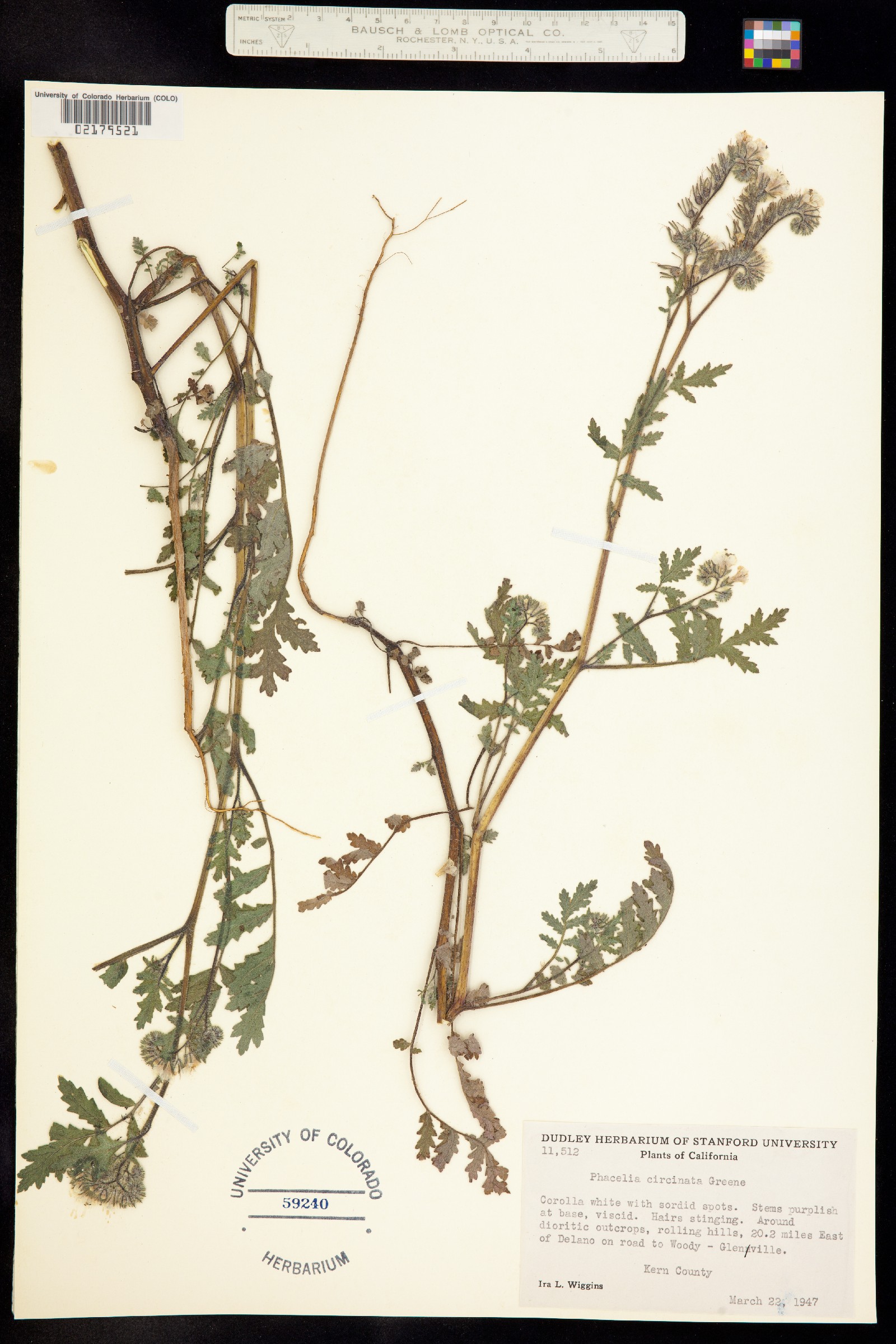 Phacelia secunda image