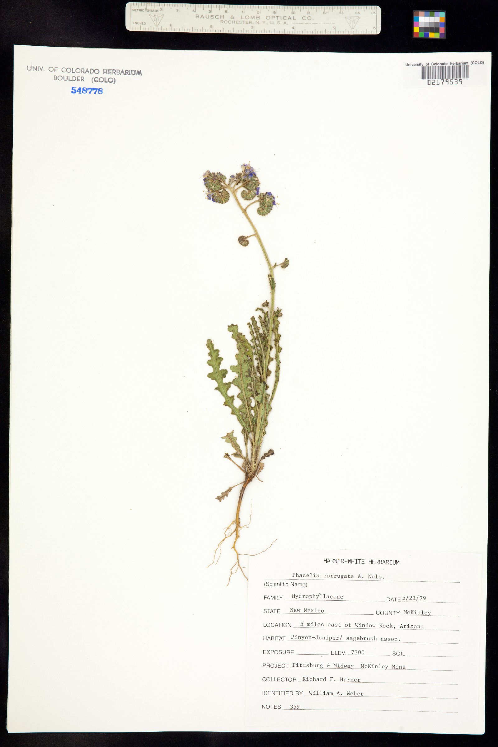 Phacelia crenulata var. corrugata image