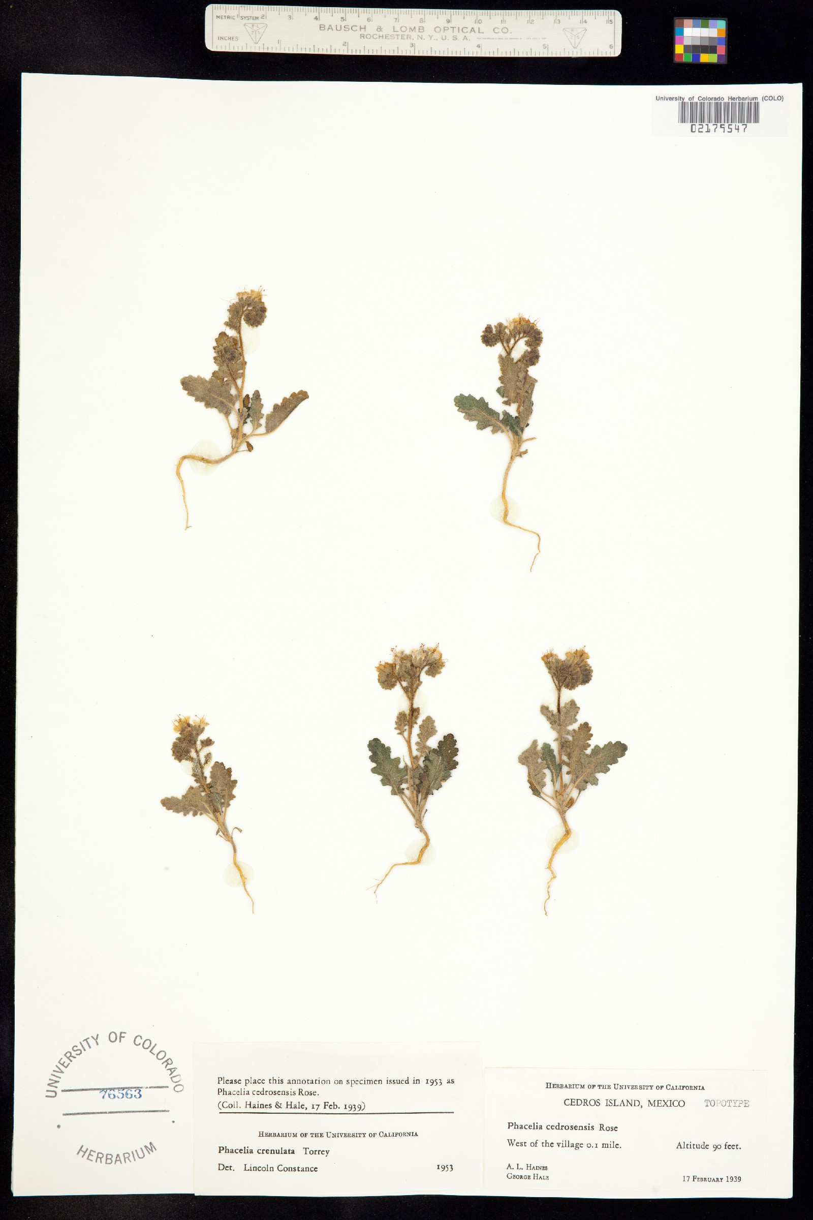 Phacelia cedrosensis image