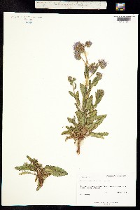 Phacelia welshii image