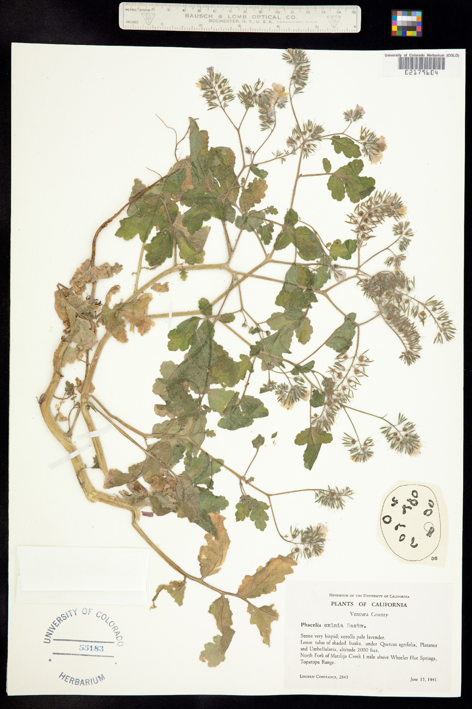 Phacelia eximia image