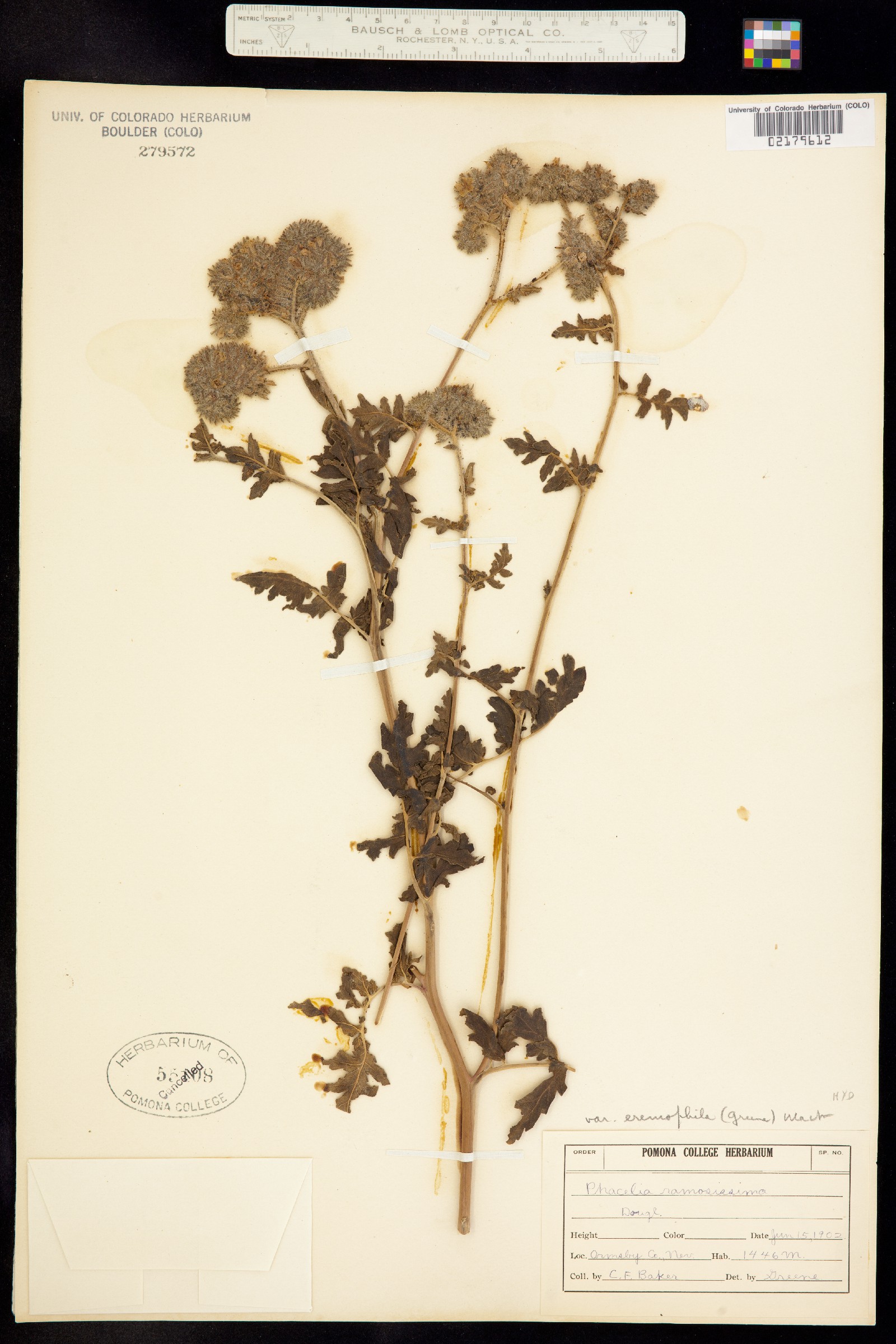 Phacelia ramosissima var. eremophila image