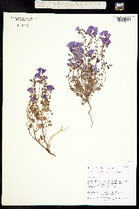 Image of Phacelia glechomifolia