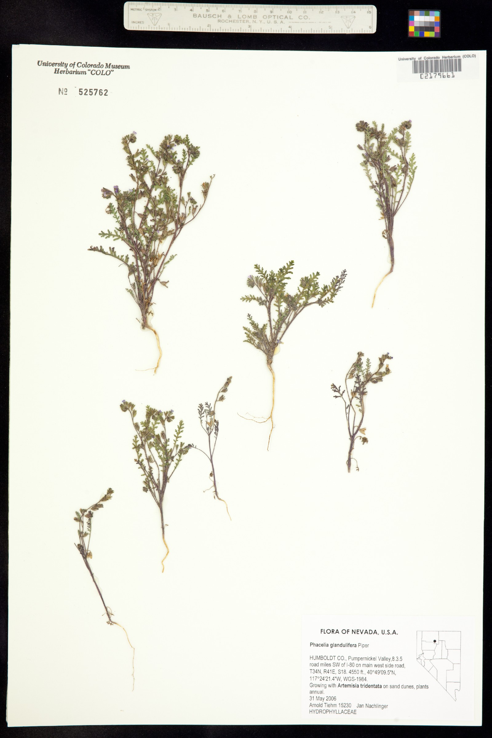 Phacelia glandulifera image