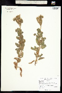 Image of Phacelia higginsii