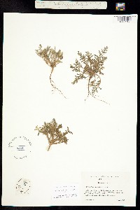 Image of Phacelia leibergii