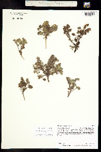 Image of Phacelia neglecta